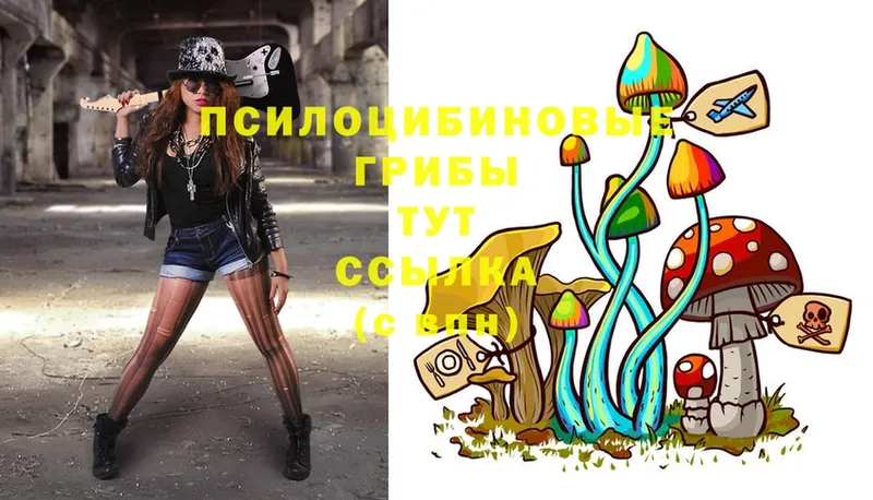 площадка клад  что такое наркотик  Малая Вишера  Галлюциногенные грибы Psilocybe  omg tor 